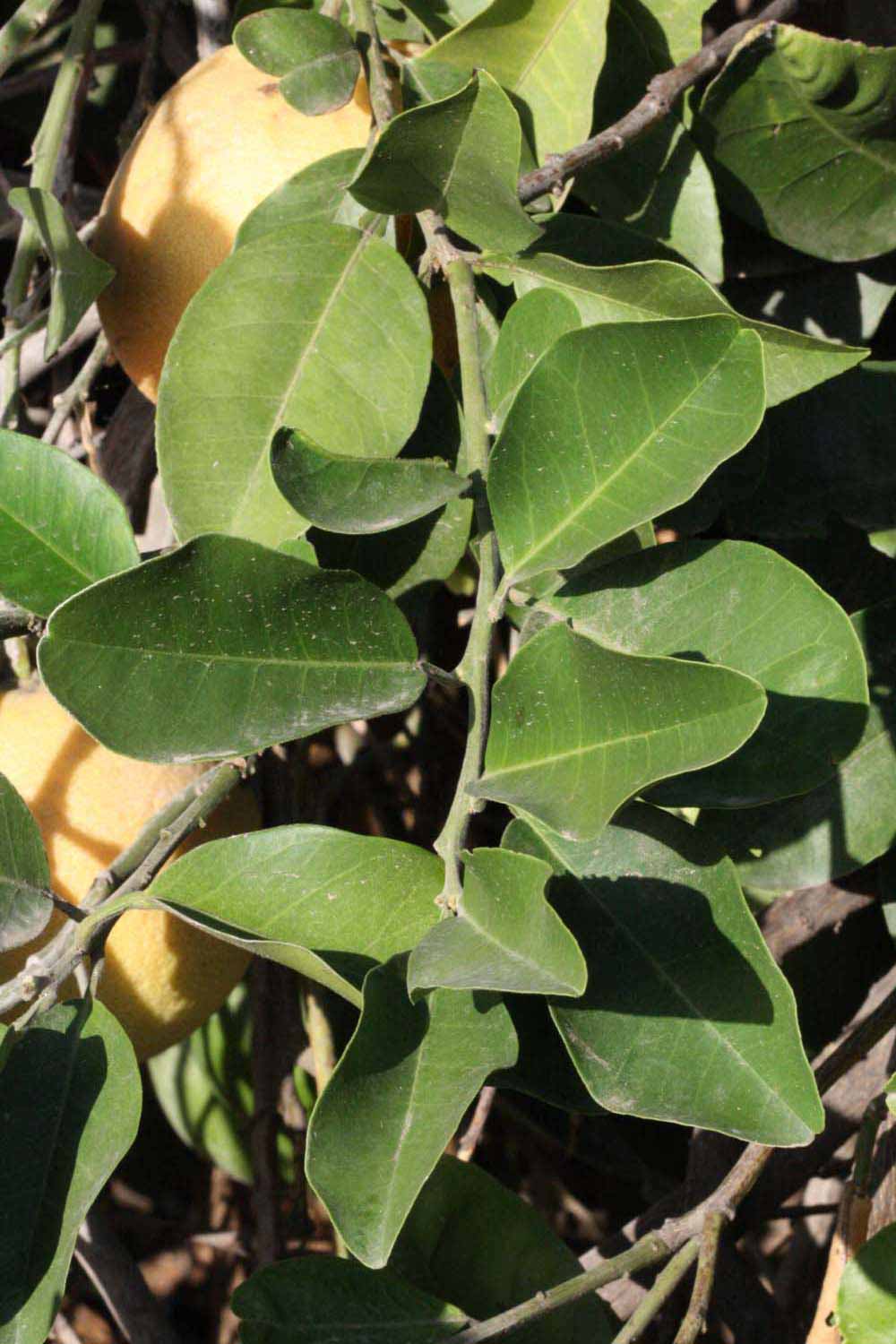              Sun leaves (Riverside, CA)       